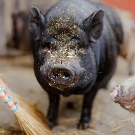 Appartement Am Hinrichsberg Unten *