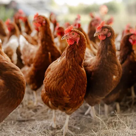 Am Hinrichsberg Unten Appartement *